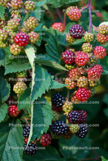 Blackberry, blackberries