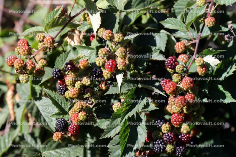 Blackberry, blackberries