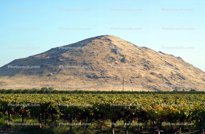 Orchard, Jesse Morrow Mountain, Navelencia, Fresno County, San Joaquin Valley