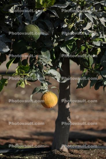 Orange Orchard, Navelencia, Fresno County, San Joaquin Valley