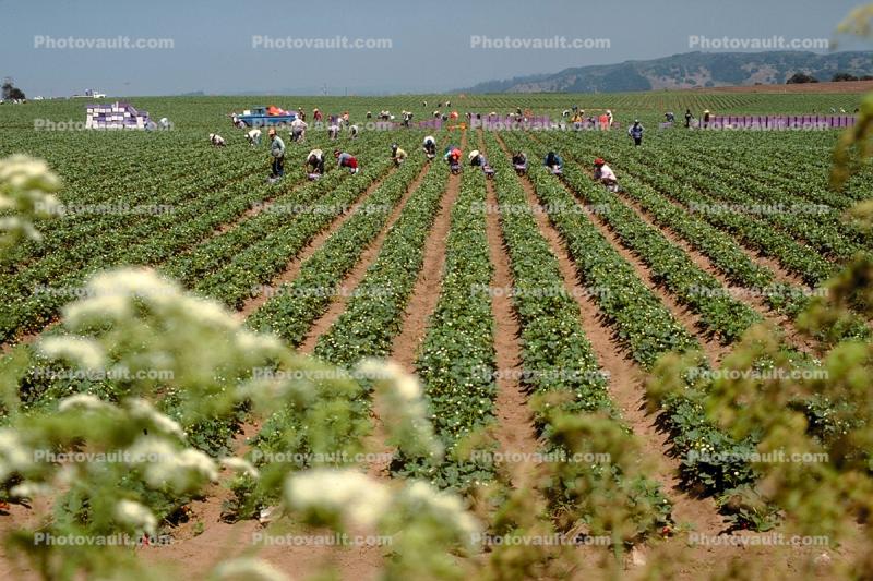 Migrant Farm Workers