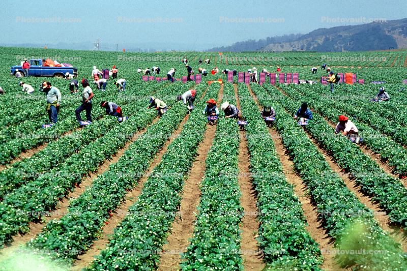 Migrant Farm Workers