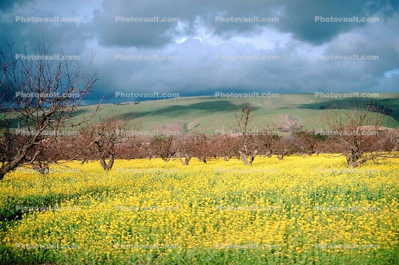 Mustard Flowers, hills, clouds, orchard