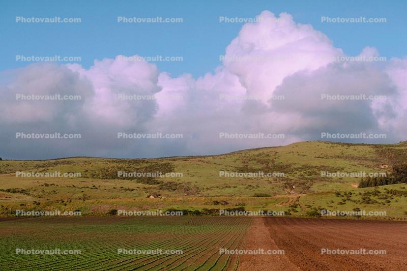 Artichoke Field, clouds, hills, Coastal Santa Cruz County, California