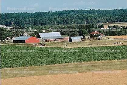 Barn, Growing Fields, forest, Whidbey Island
