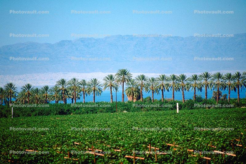 Palm Dates, Salton Sea, California, Endorheic Lake