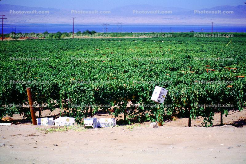 Grape Vines, Salton Sea, California, Endorheic Lake