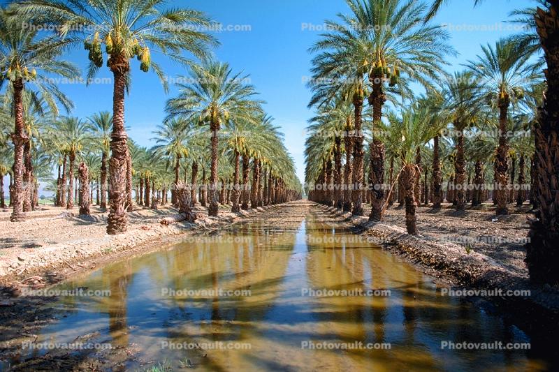 Palm Dates, water, irrigation, trees, desert, Coachella, California