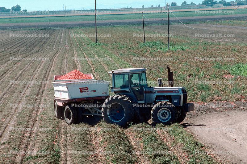 Tractor and Trailer harvesting Tomatoes, Sacramento River Delta, Central Valley