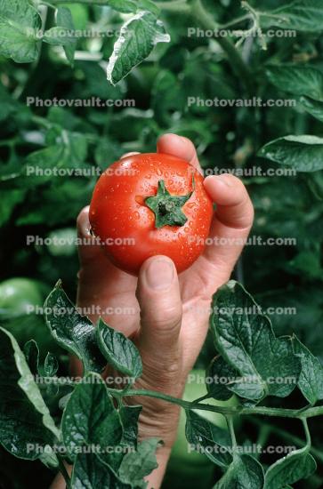 Hand holding a Tomato, Fields