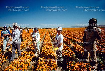 migrant farm workers, Fields