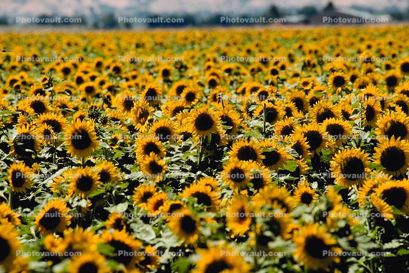 Sunflower Field Dixon California Images Photography Stock