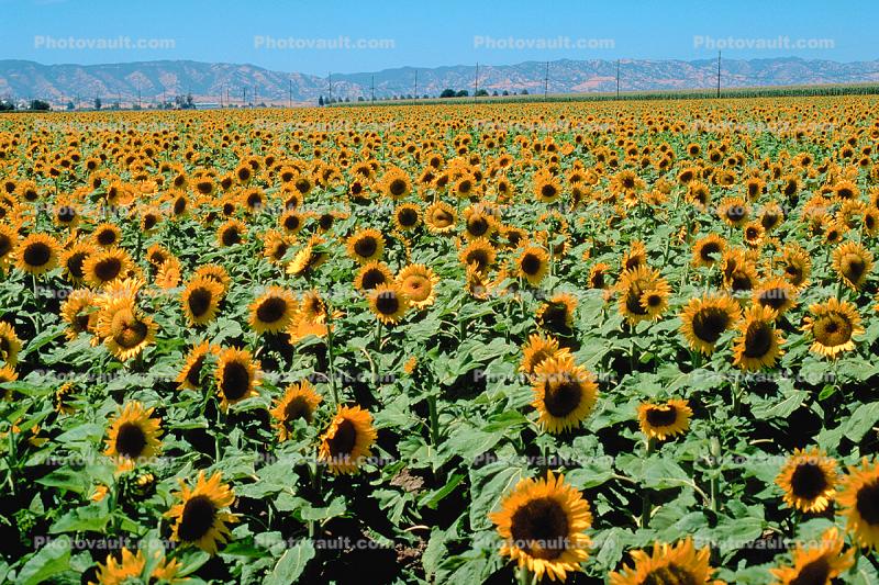 Sunflower Field Dixon California Images Photography Stock
