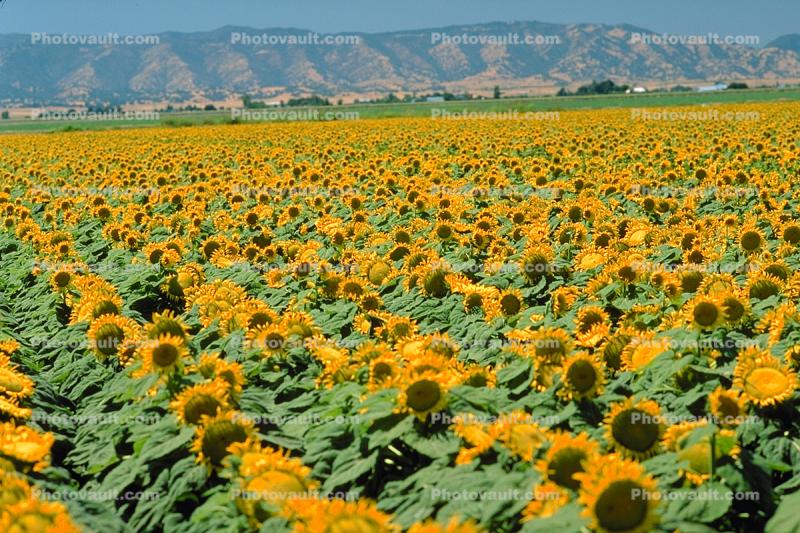 Sunflower Field, Dixon California