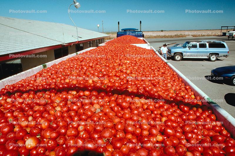 Tomato filled trailers, cars