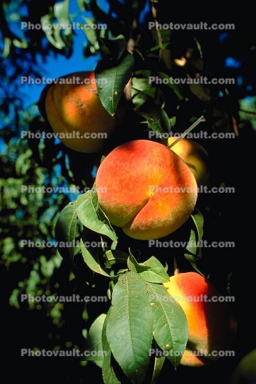 Peach Orchard, Tree, Leaves