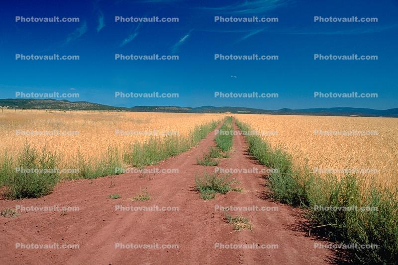 Dirt Road, Wheat Fields, Dorris California, Dirt, soil