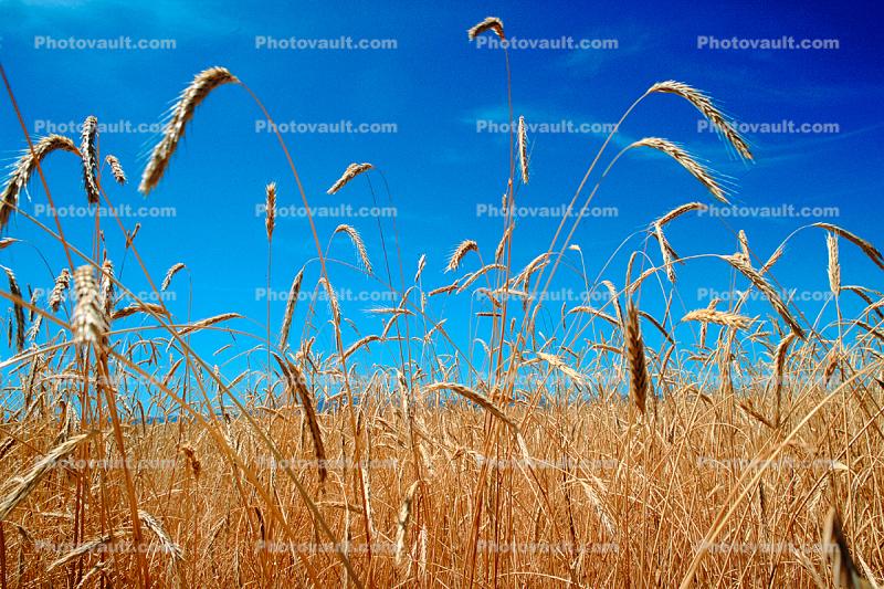Wheat Fields, Dorris California