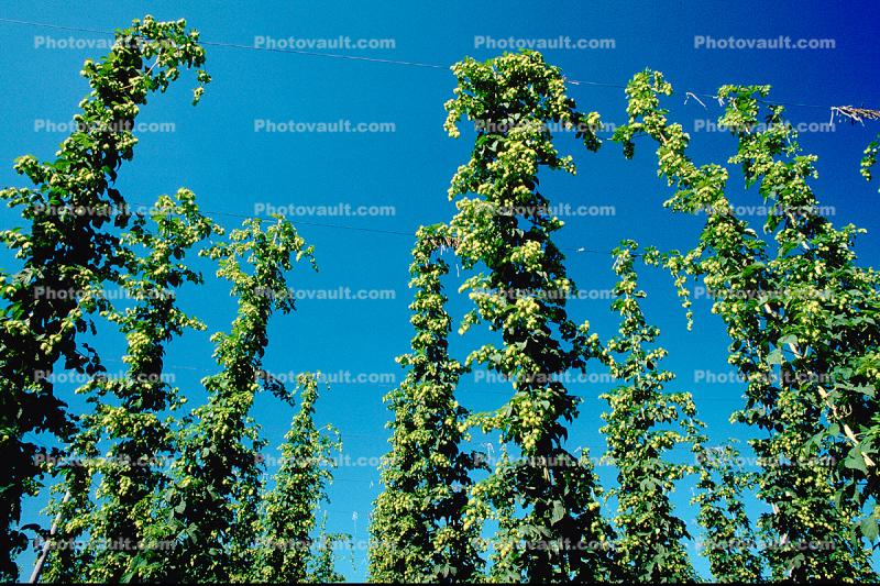 Hops, Grain, (Humulus lupulus), hopfield