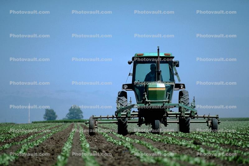 Lettuce, tractor, Machine, Mechanized, Mechanization, spraying, sprayer, Herbicide, Insecticide, Pesticide