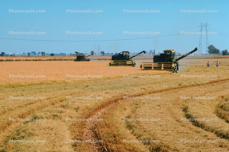 Rice, hay swather, fields, mechanization, machines, harvesting, Windrower