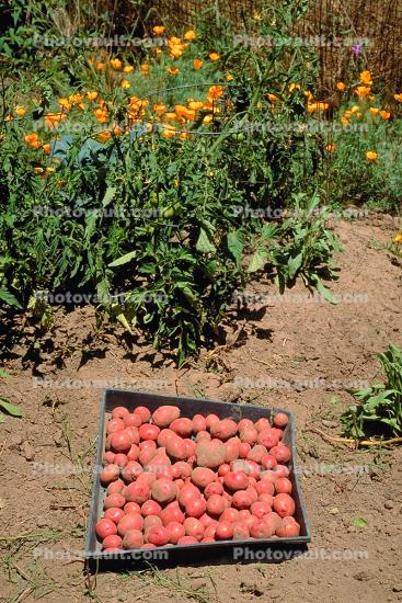 Potatoes, spuds, Occidental, Sonoma County, California
