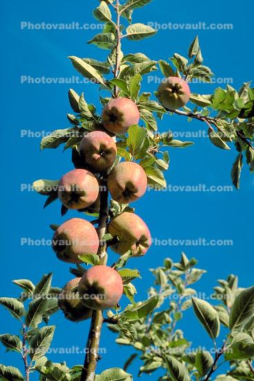 Apple Orchard, Columbia River Basin, Washington State