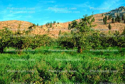 Apple Orchard along the Columbia River