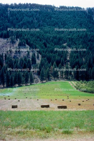 Hay Bales, fields, trees