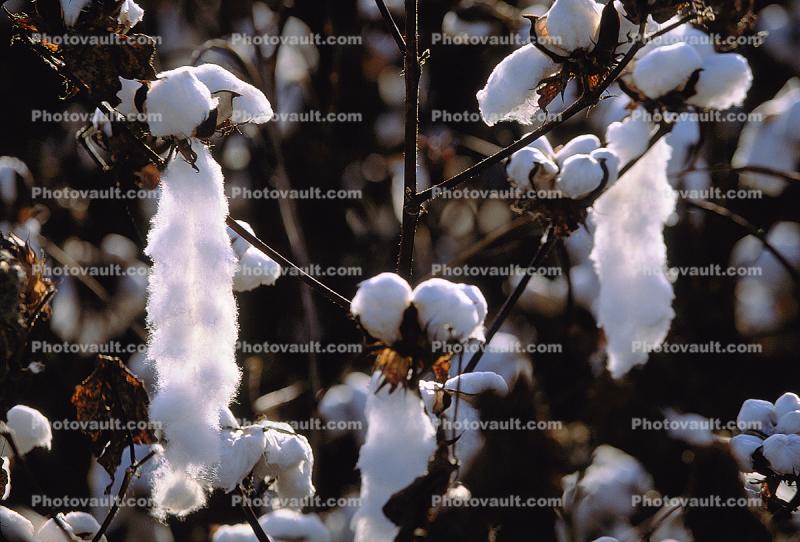 Cotton Fields, plants, Alabama