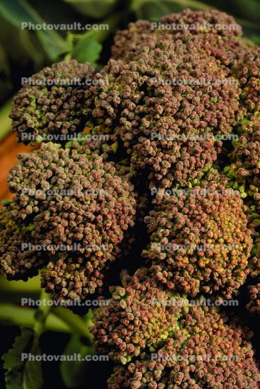 Broccoli Plant, leaves, Occidental, Sonoma County