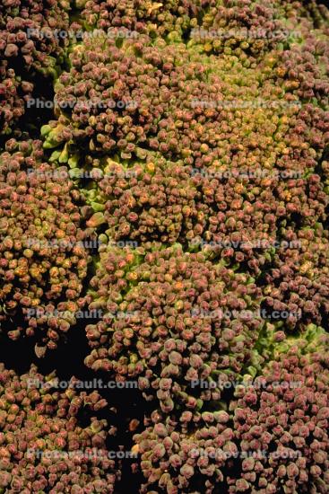 Broccoli Plant, leaves, Occidental, Sonoma County