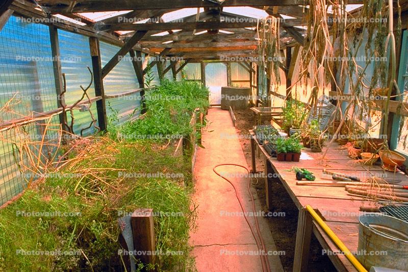 greenhouse in Occidental, California