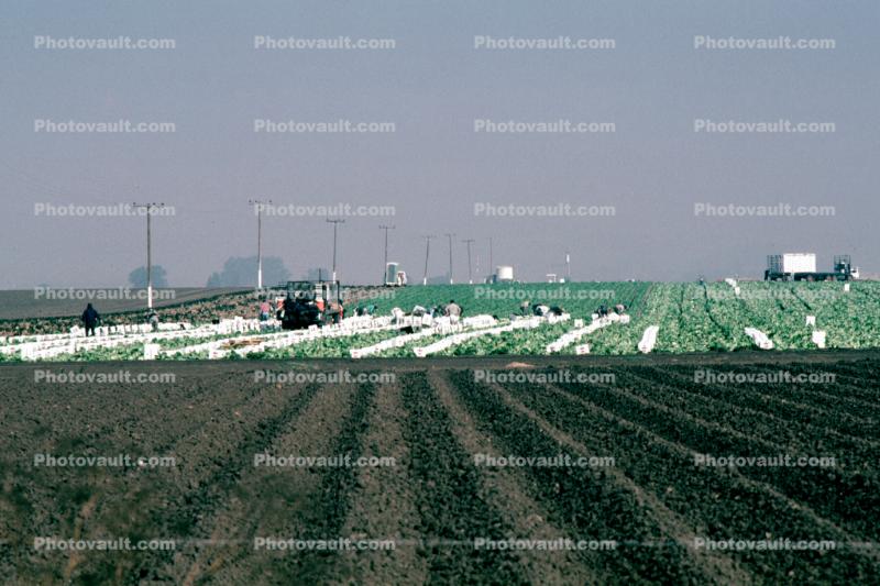 Migrant Workers, fields, tractor, Dirt, soil