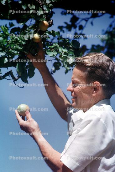 Man Picking Apples, retro, 1950s