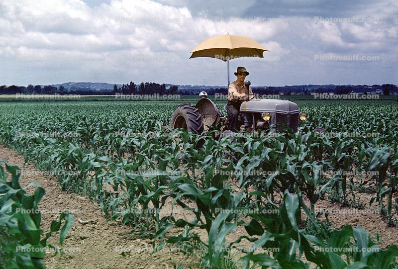 Man on Tractor in Corn Field, Cornfield, Corn, 1940s