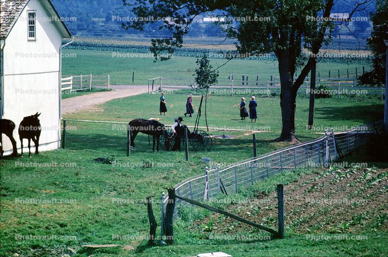 Bucolic Scene, Fence, Fields, Horses