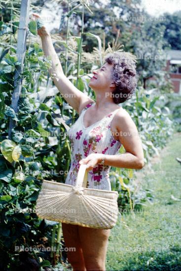 Woman in Bathing Suit Picking Peas, 1950s