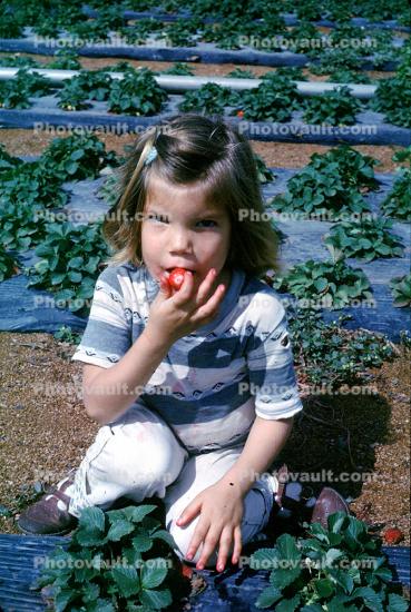 Girl Picking and Eating Strawberries, 1960s