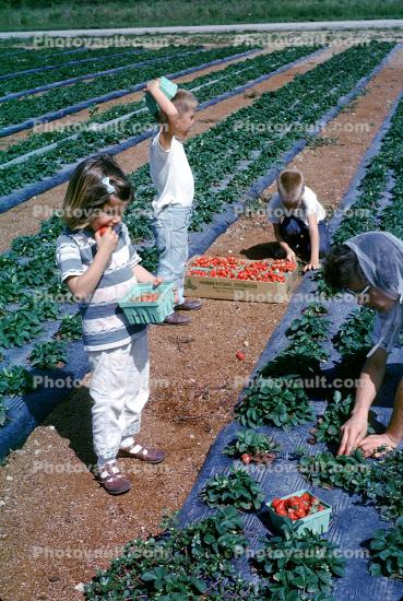 Children Picking Strawberries, 1960s