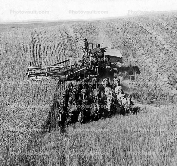 Horse Drawn Thresher, Harvest, Harvesting, Mechanized Combine, swather, windrower, 1890's