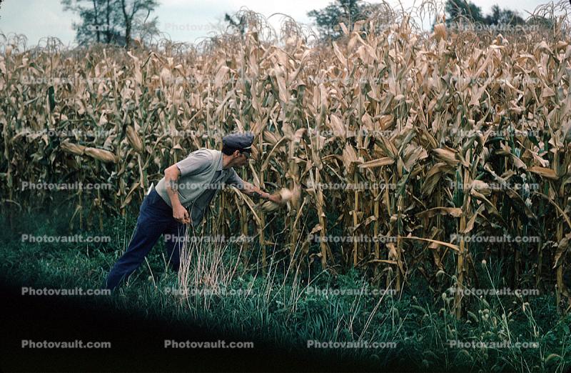Corn, Corn Stalks, Field, Cornfield