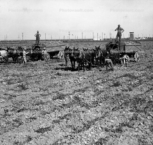 Dirt, soil, horse drawn trailers, 1890's