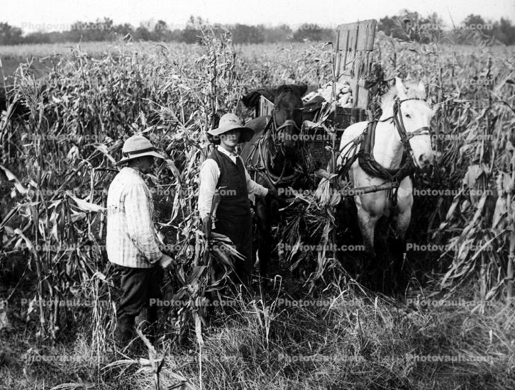 Corn Fields, Corn, Corn Stalks, Field, Horse, Cornfield, Harvest, 1890's