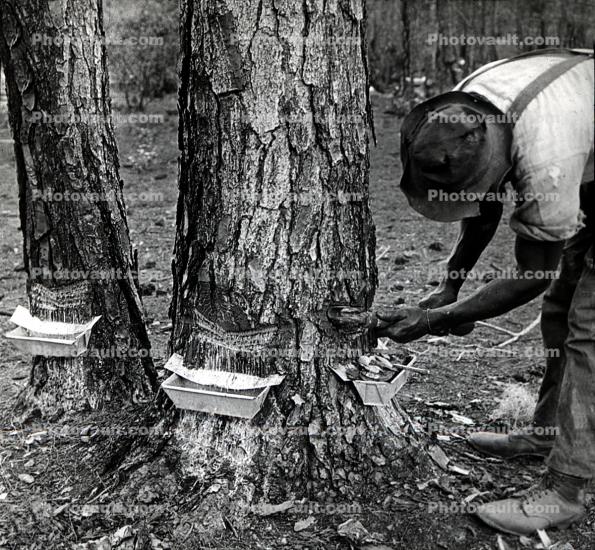 Rubber Trees, sap, 1950s