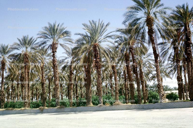 Palm Dates Trees