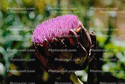 Purple Artichoke Flower