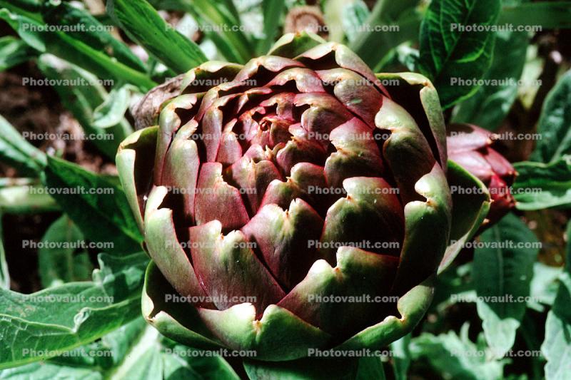 Artichoke