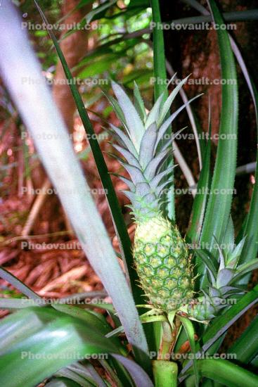 Pineapples, Pineapple Farm, Bromeliad, Poales, Bromeliaceae, Maui