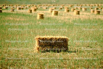 Bales of Hay, Square Bales, Dirt, soil